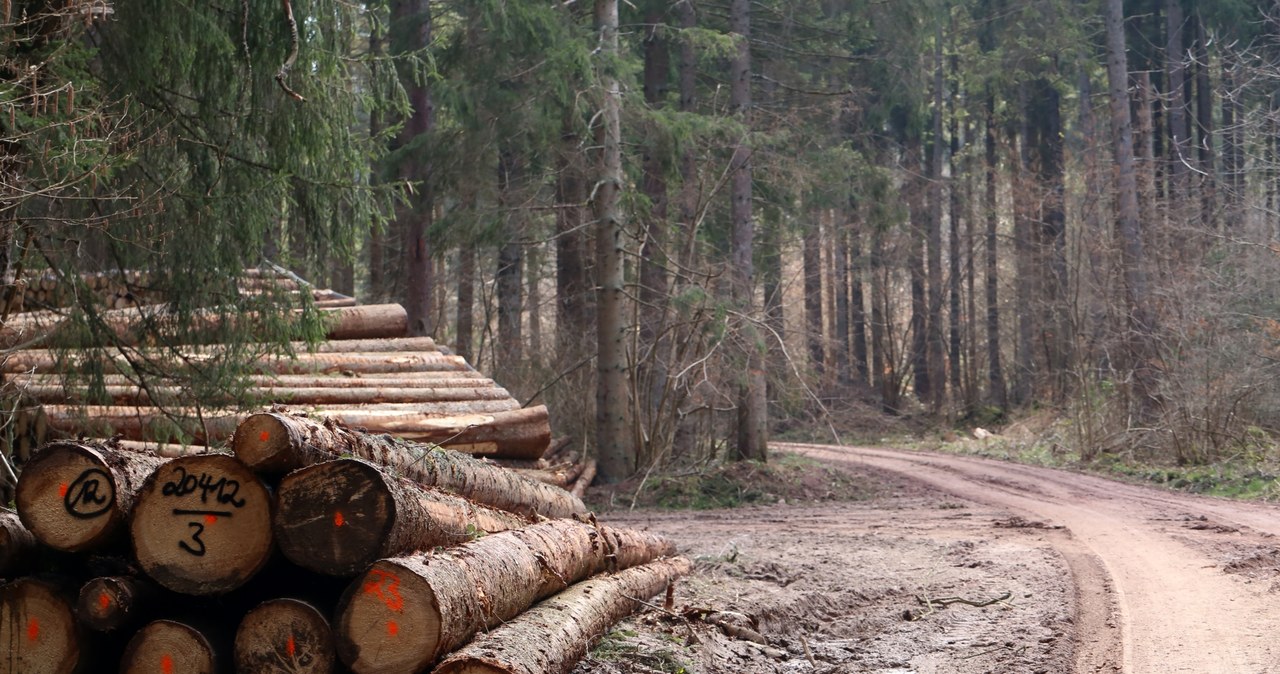 Eksport polskiego drewna znacznie większy niż podają Lasy Państwowe /123RF/PICSEL