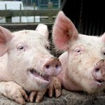 Eksport wieprzowiny z krajów UE dramatycznie załamał się