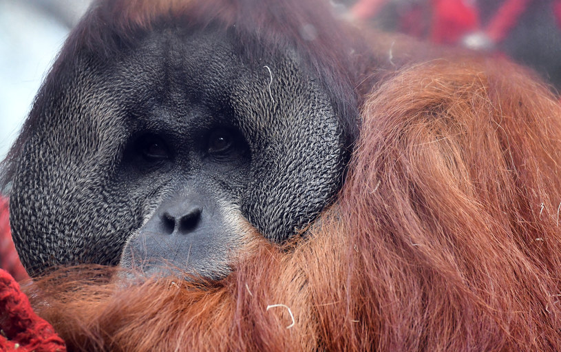 Eksterminacja orangutanów to poważny problem. /AFP