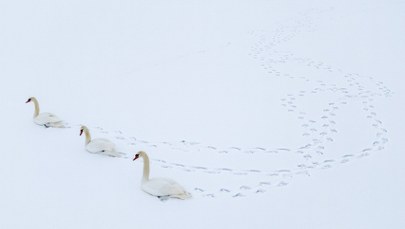 Ekstremalne śnieżyce na Węgrzech. "Sytuacja krytyczna" w niektórych regionach