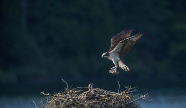 Ekstremalnie rzadkie ptaki wróciły do gniazd w Polsce. Każdy jest bezcenny