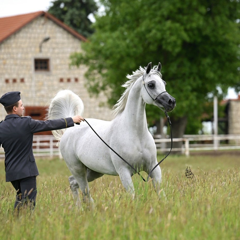 El Medida /Stuart Vesty /