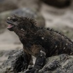 Galapagos El Niño bije wszelkie rekordy. Skutki dosięgnęły unikalnego miejsca