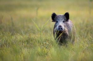 Elbląg: Myślał, że celuje w dzika. Wyrok ws. postrzelenia na polowaniu