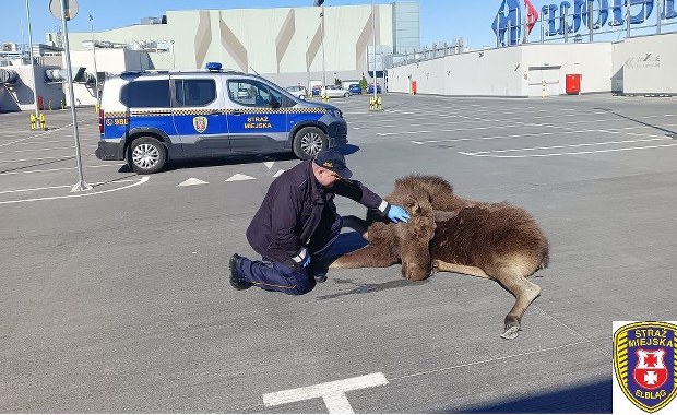 Elbląg: Po dachu galerii handlowej biegał łoś