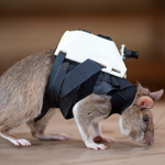 Elektroniczne plecaki dla szczurów. Nowy sposób ratowania zasypanych ludzi
