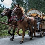 Elektryczne busy zawiozą turystów do Morskiego Oka. Co z transportem konnym?