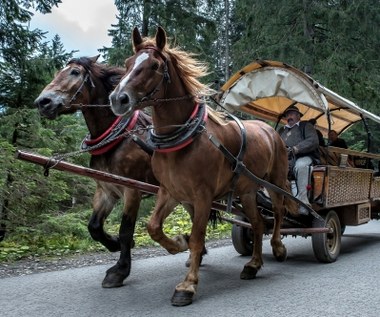 Elektryczne busy zawiozą turystów do Morskiego Oka. Co z transportem konnym?