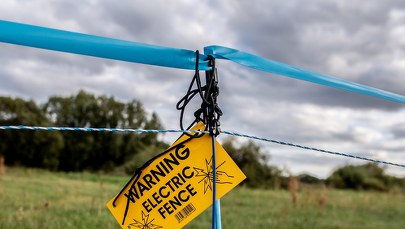 Elektryczne pastuchy na dziki z Polski. Niemcy boją się ASF