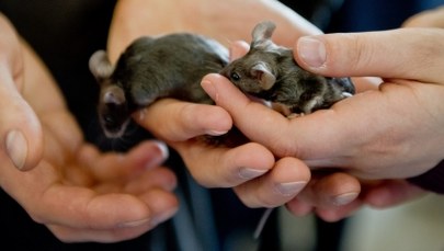 Eliksir młodości? Blisko, coraz bliżej...