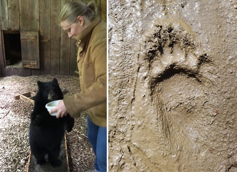 Ellison McNutt nakłoniła małą niedźwiedzicę, aby wykonała kilka kroków w pozycji stojącej i odcisnęła ślady swoich łap. Eksperyment wykluczył, że to niedźwiedź pozostawił tajemnicze odciski stóp w Afryce Wschodniej 3,66 miliona lat temu. /zdjęcie: EJ MCNUTT I IN./NATURE 2021
