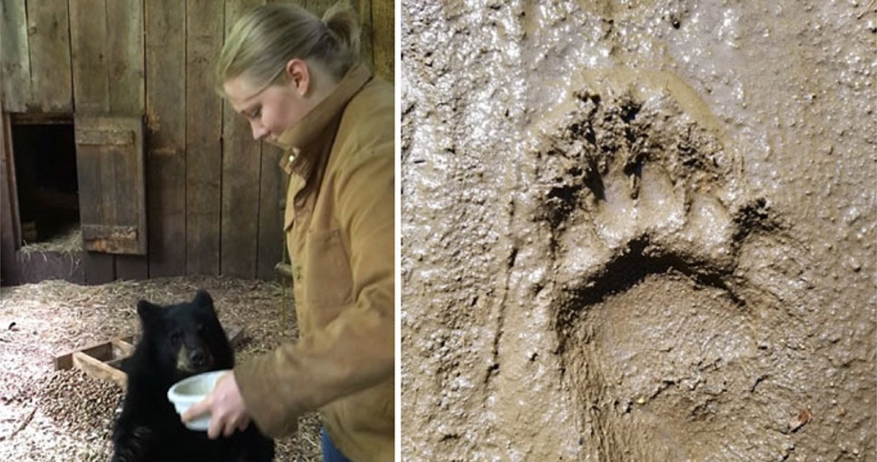 Ellison McNutt nakłoniła małą niedźwiedzicę, aby wykonała kilka kroków w pozycji stojącej i odcisnęła ślady swoich łap. Eksperyment wykluczył, że to niedźwiedź pozostawił tajemnicze odciski stóp w Afryce Wschodniej 3,66 miliona lat temu. /zdjęcie: EJ MCNUTT I IN./NATURE 2021