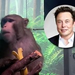 Elon Musk kłamał. Zwierzęta, na których testował implanty doznawały tortur