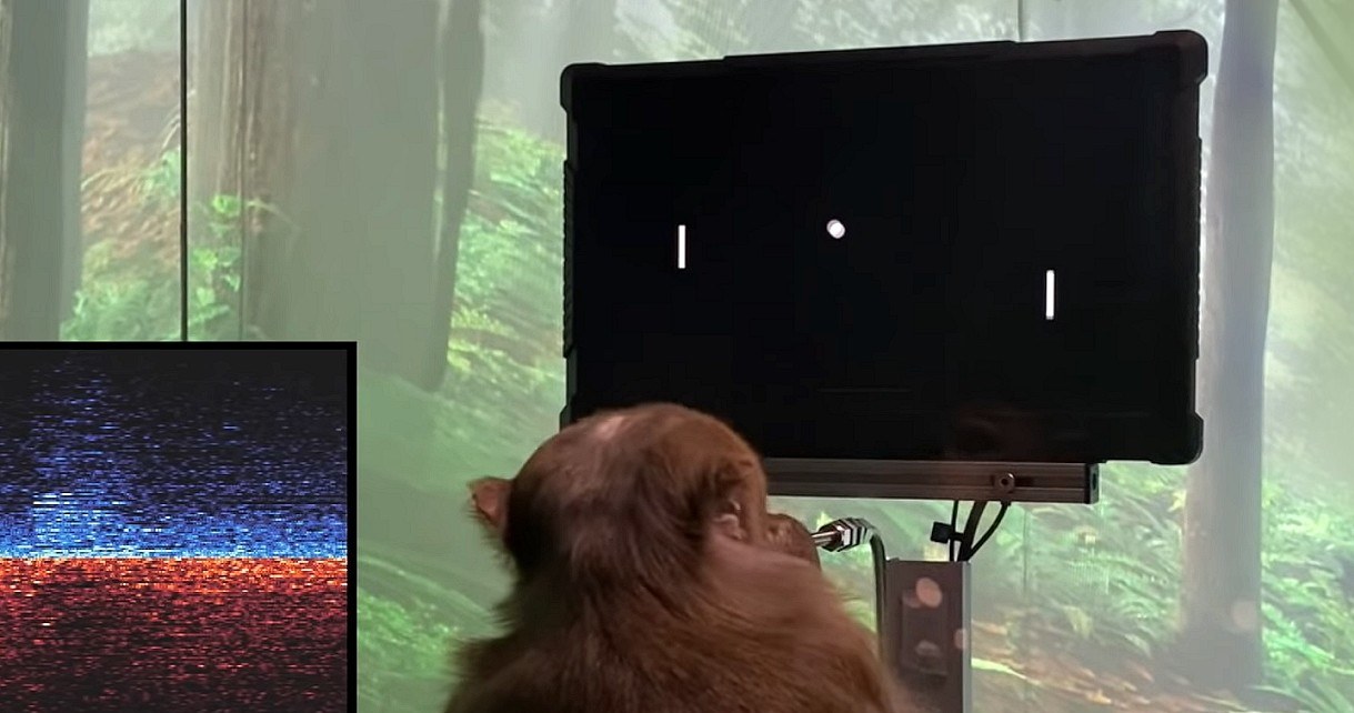 Elon Musk pokazał małpę z chipem w mózgu i grającą w Ponga. Nowe wieści od Neuralink /Geekweek