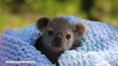 Elsa przedstawiona światu. Mała koala robi furorę w Australii