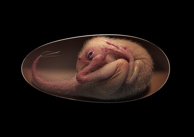 Embrion dinozaura w jaju - wizualizacja /Autor: Lida Xing /