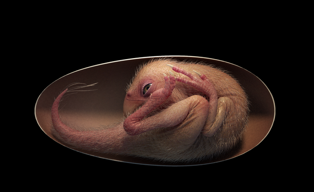 Embrion w jaju dinozaura. Wygląda, jakby miał się zaraz wykluć