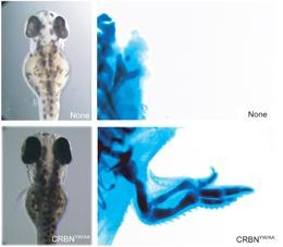 Embriony, którym podano zmodyfikowane białko (poniżej) rozwijają się normalnie &nbsp; /H. Handa (Tokyo Institute of Technology)