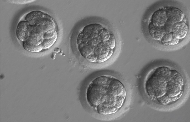 Embriony po edycji genu i trzech podziałach /OHSU/Mitalipov lab /materiały prasowe
