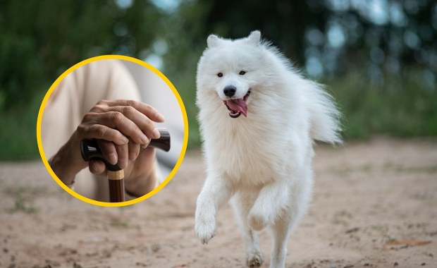 Emerytka pogryzła policjantów. Chcieli jej odebrać psa