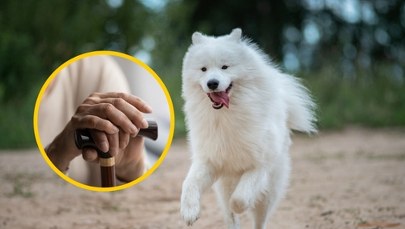 Emerytka pogryzła policjantów. Chcieli jej odebrać psa