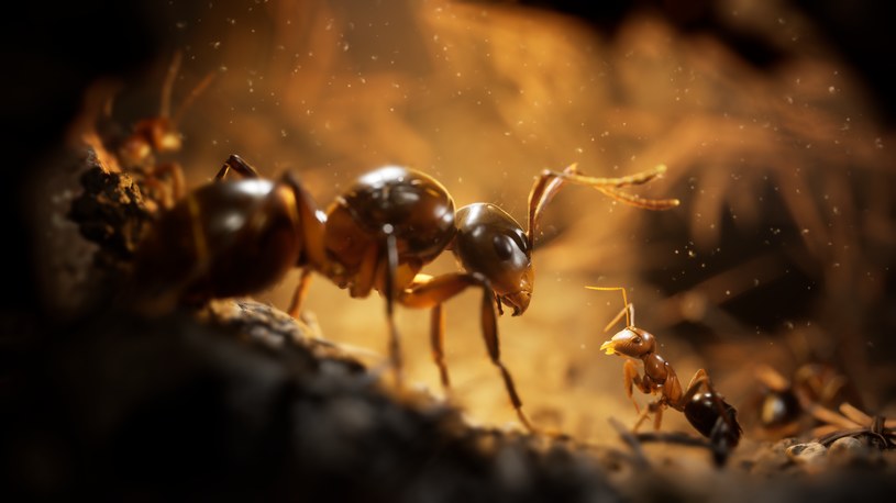 Empire of the Ants /materiały prasowe