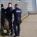 Emu na lotnisku w Świdniku biegł do terminala [FILM]