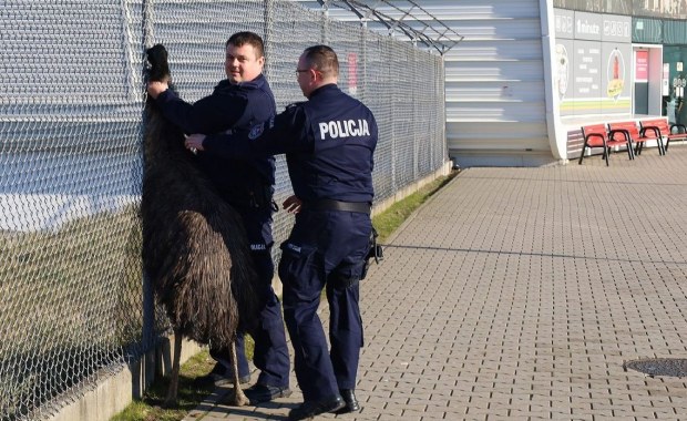 Emu na lotnisku w Świdniku biegł do terminala [FILM]
