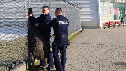 Emu na lotnisku w Świdniku biegł do terminala [FILM]