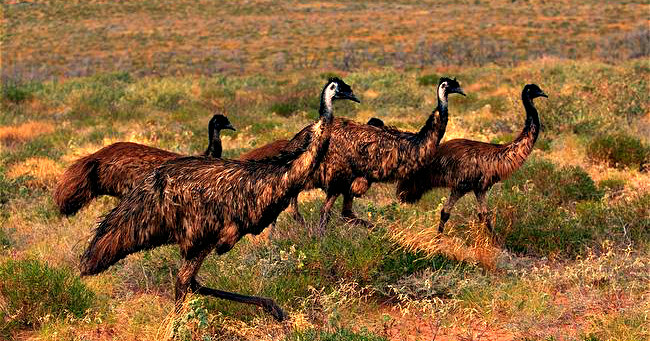 Emu okazały się nie tylko szybkie, ale i zadziwiająco odporne na kule /materiały prasowe