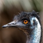 Emu z Puszczy Wkrzańskiej nadal na wolności. Uciekł przez dziurę w ogrodzeniu