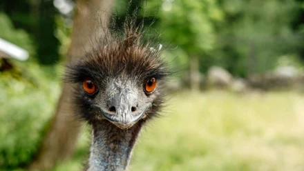 Emu 