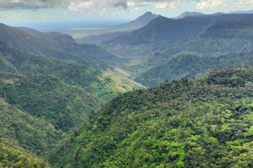 Endemiczny las Mauritiusu przypomina o dzikości tej wyspy i o tym, jak wyglądała zanim człowiek rozpoczął tam kolonizację /Karolina Iwaniuk  /archiwum prywatne