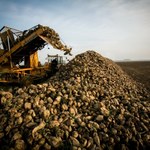 Energia z buraków. Cukrownia przekalkulowała i zrobiła milowy krok