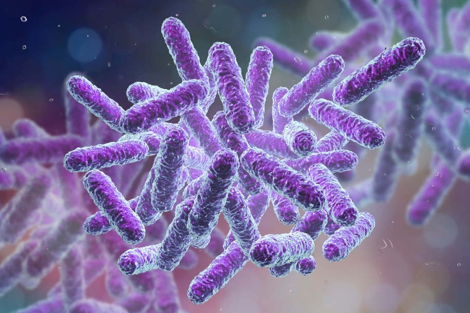 Enterobacteriaceae na zdjęciu ilustracyjnym /Shutterstock