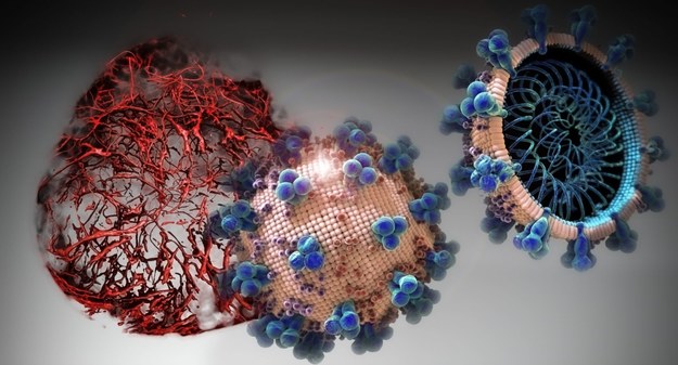 Enzym hrsACE2 blokuje wnikanie koronawirusa do ludzkich komórek /IMBA/Tibor Kulcsar /Materiały prasowe