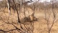 Epicka walka lwów z wygłodniałymi hienami