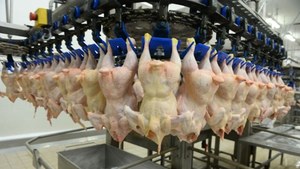Epidemia ptasiej grypy zabiła 50 mln ptaków w USA