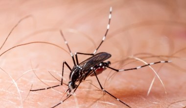 Epidemia zakaźnej choroby wymknęła się spod kontroli. Tysiące chorych