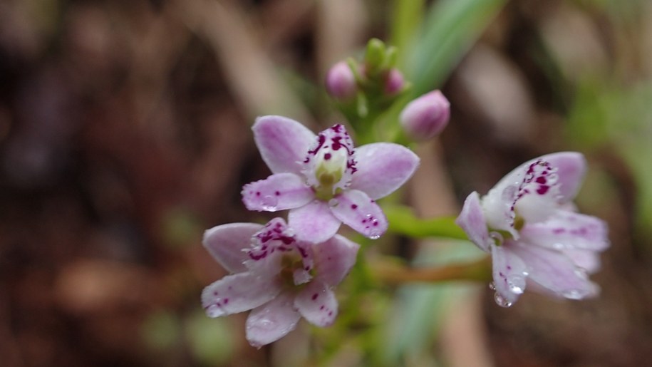 Epidendrum fimbriatum /Fot. Marta Kolanowska /