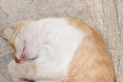 Essaouira - koty