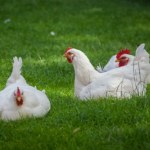 wieś Estetyczny kurnik i kawa z widokiem na grządki. Młodzi ludzie zamieniają korpo na micro-farming