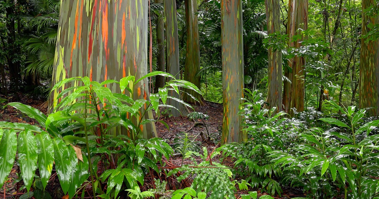 Eukaliptus tęczowy przeważnie występuje w lasach deszczowych. Można jednak uprawiać go w domu, jako oryginalną dekorację wnętrz. /Pixel