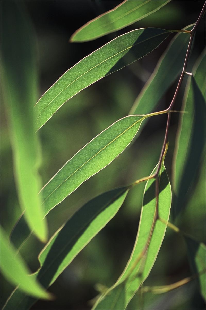eukaliptus /© Photogenica