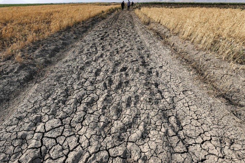 Europa cierpi z powodu suszy /AFP