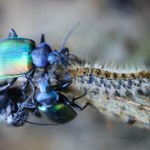 Europa ma problem z plagą gąsienic. Ich naturalny wróg powrócił po latach