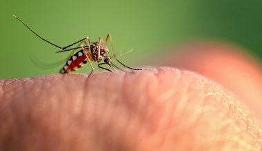 Europa nie jest bezpieczna. Rośnie liczba chorób przenoszonych przez komary