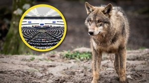 Europa podzielona co do ochrony wilka. "Wilki nie jedzą babć i dzieci"