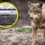Europa podzielona co do ochrony wilka. "Wilki nie jedzą babć i dzieci"