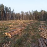 Europa traci tereny zielone. Polska w czołówce niechlubnego rankingu